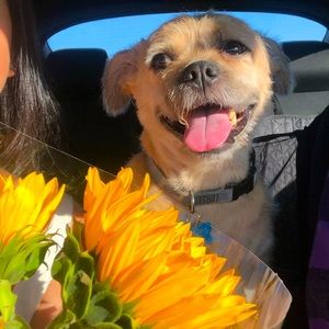 Meet your Posher, Linh